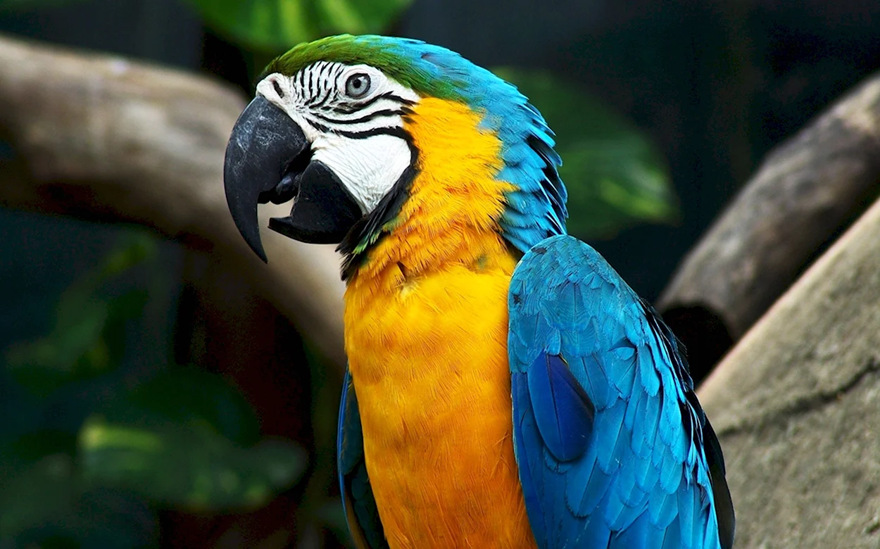 Papagailis. Красивое животное