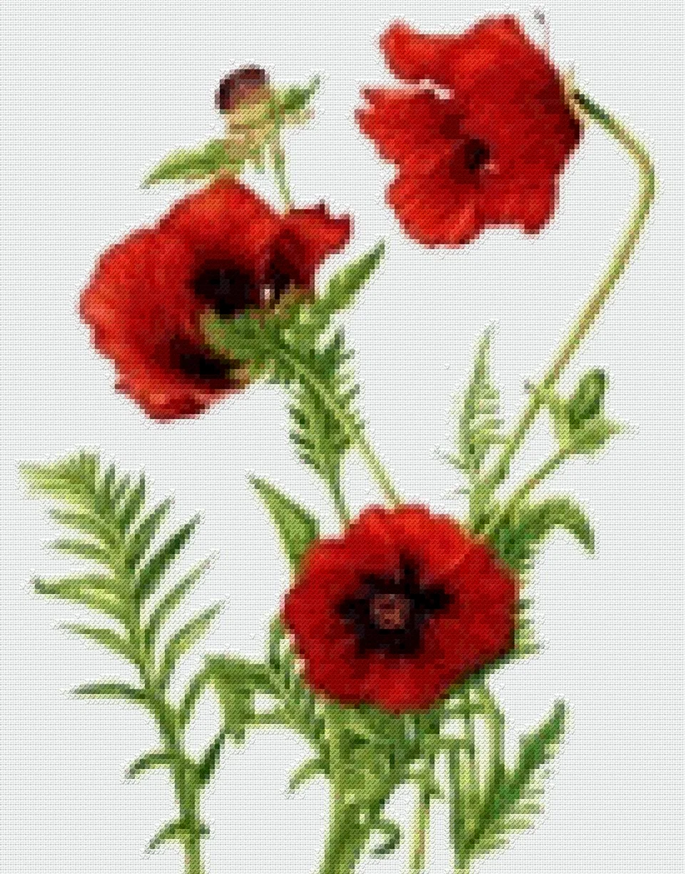 Papaver orientale Ботаническая иллюстрациях. Картинка