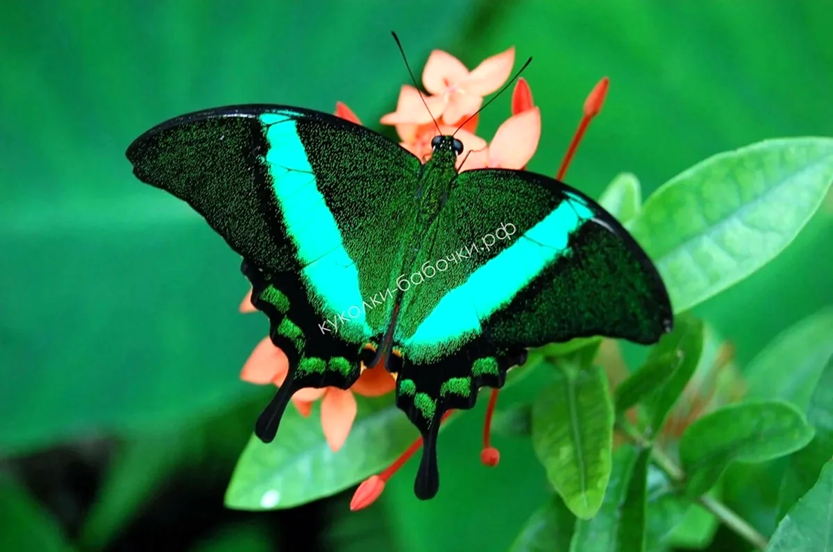 Papilio Palinurus бабочка. Красивое животное