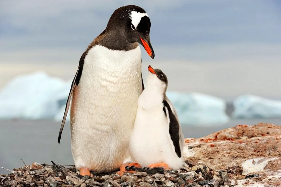 Папуанский Пингвин. Картинка