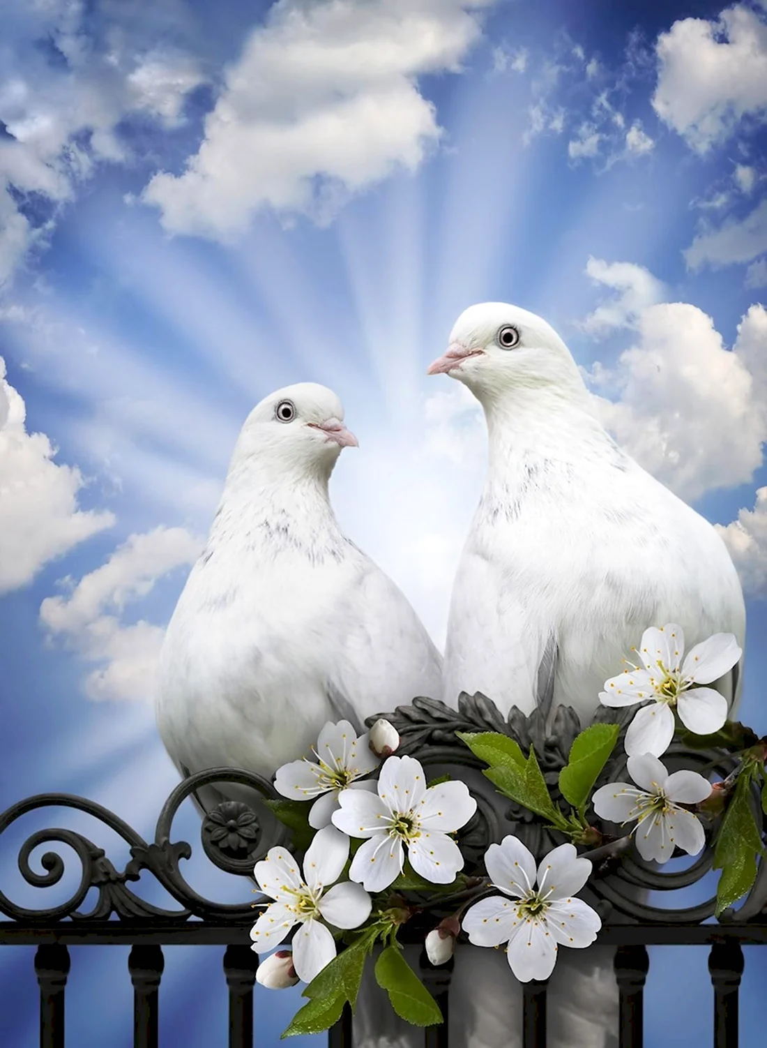 Пара голубей. Открытка на праздник