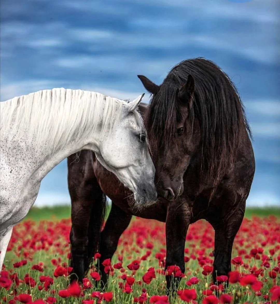 Пара лошадей. Красивое животное