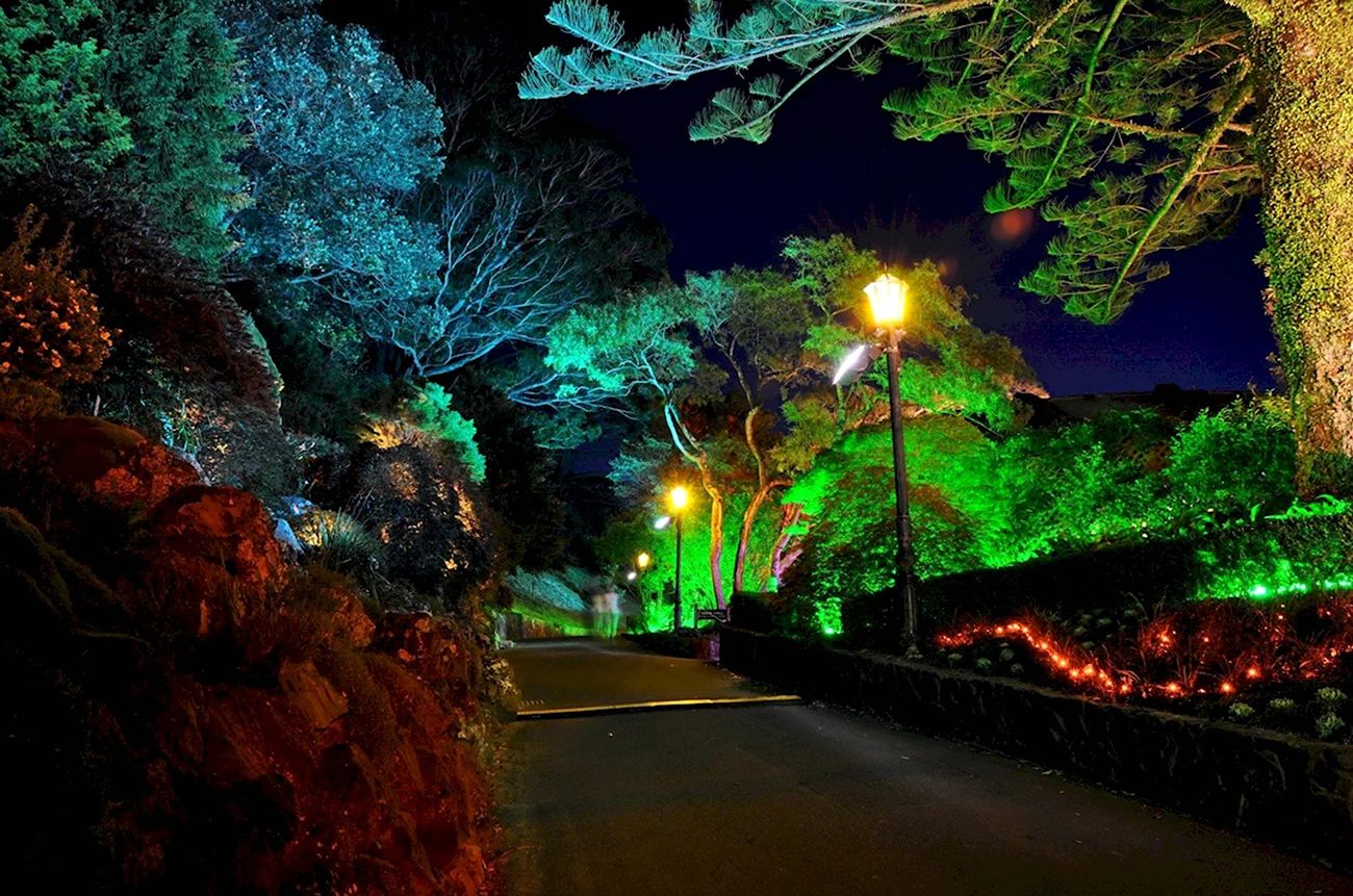 Парк Горького подсветка деревьев в парке Горького. Красивая картинка