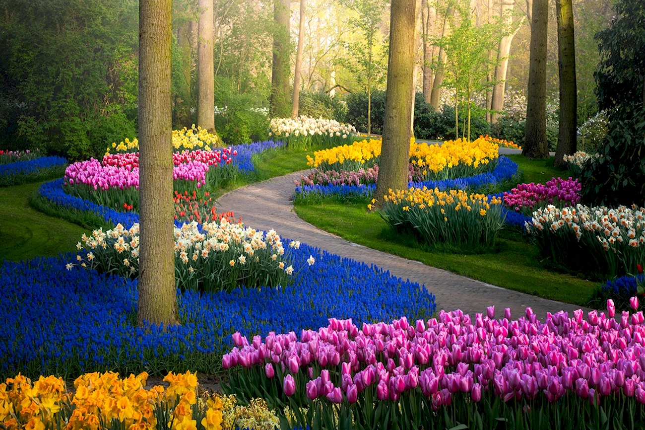 Парк Кейкенхоф Голландия-. Красивая картинка