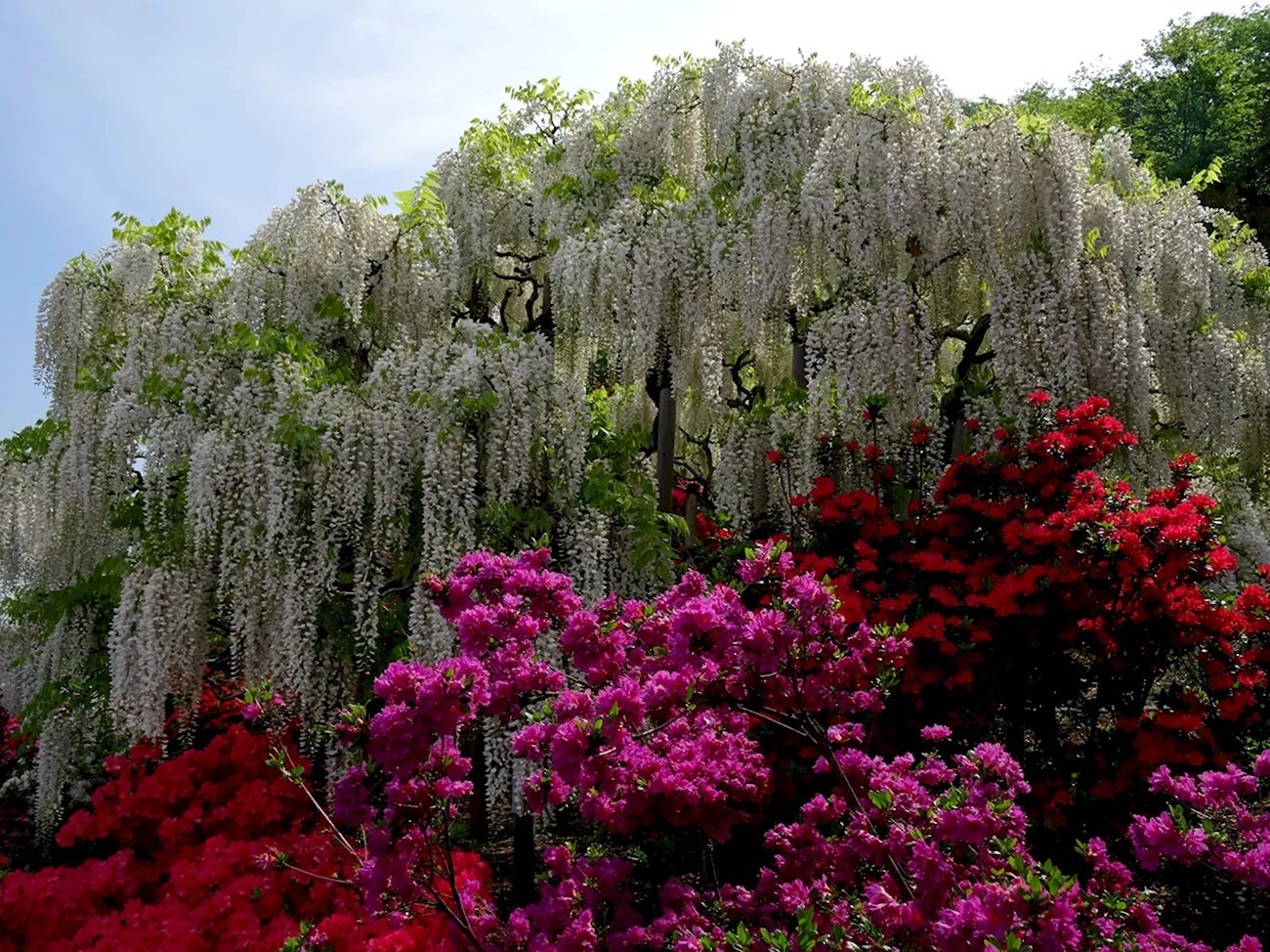 Парк цветов Асикага в Японии. Красивая картинка