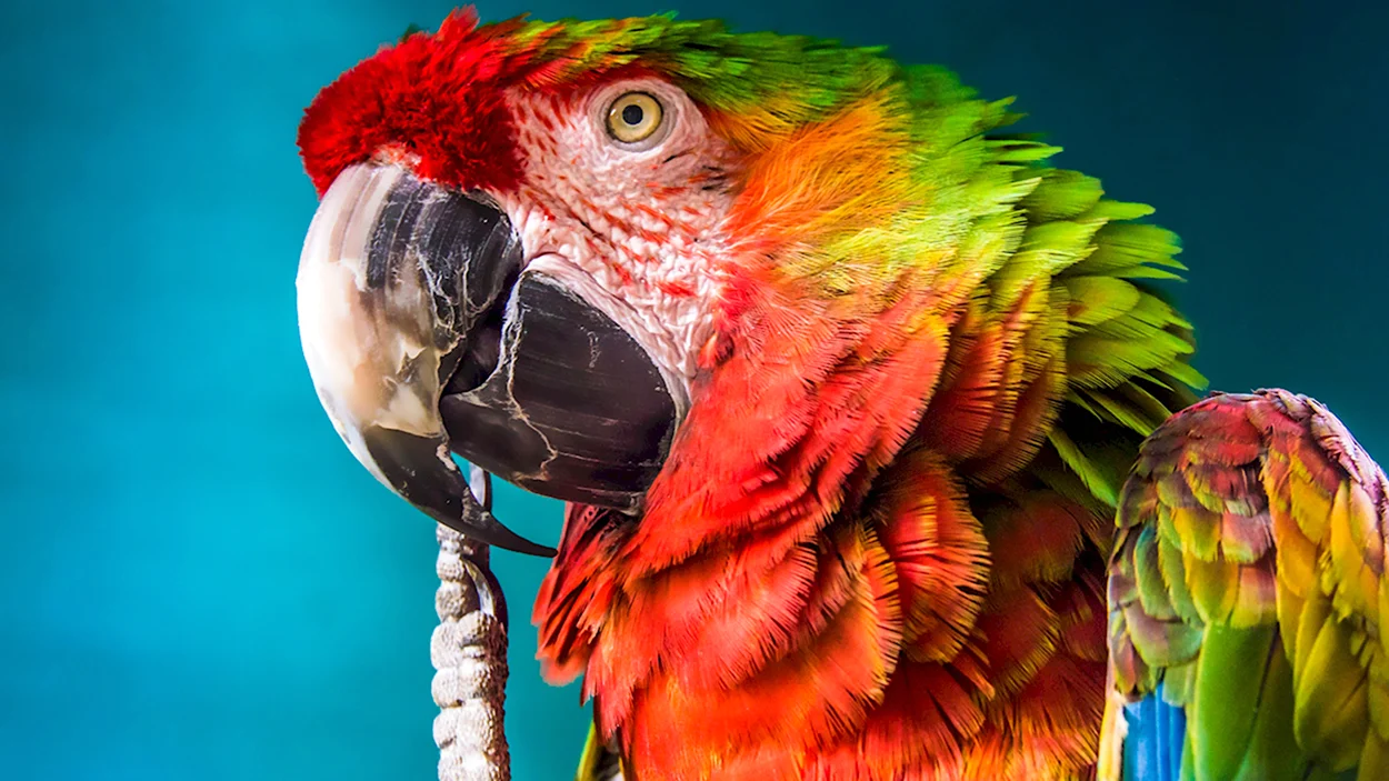 Parrot. Красивое животное