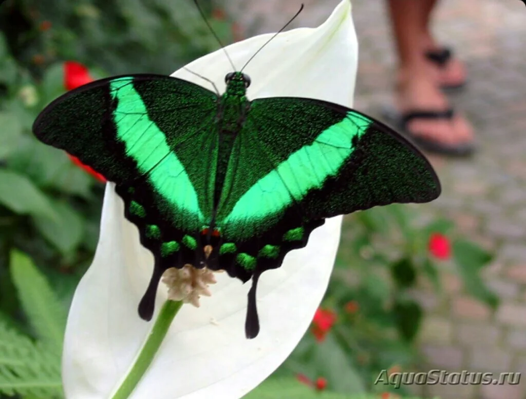 Парусник Палинур Papilio Palinurus. Красивое животное