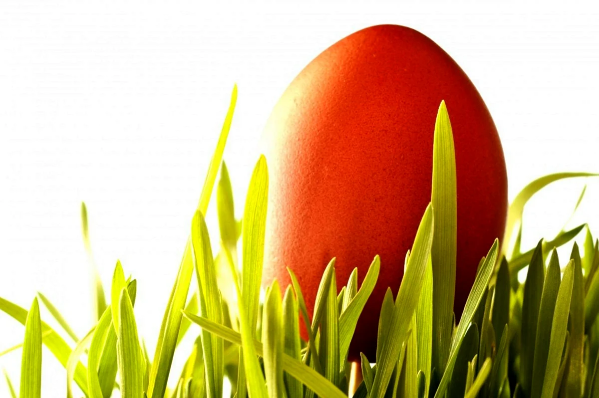 Пасхальное яйцо красное на белом фоне. Поздравление