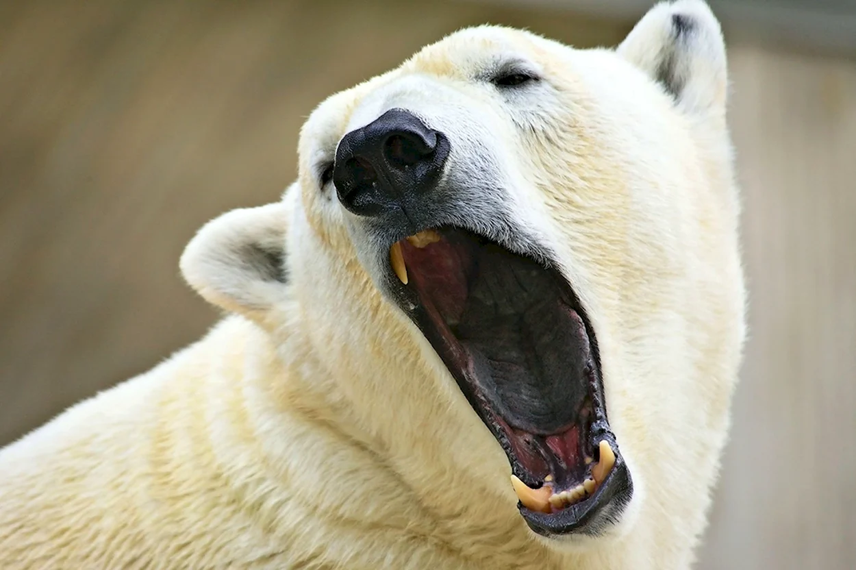 Пасть белого медведя. Красивое животное