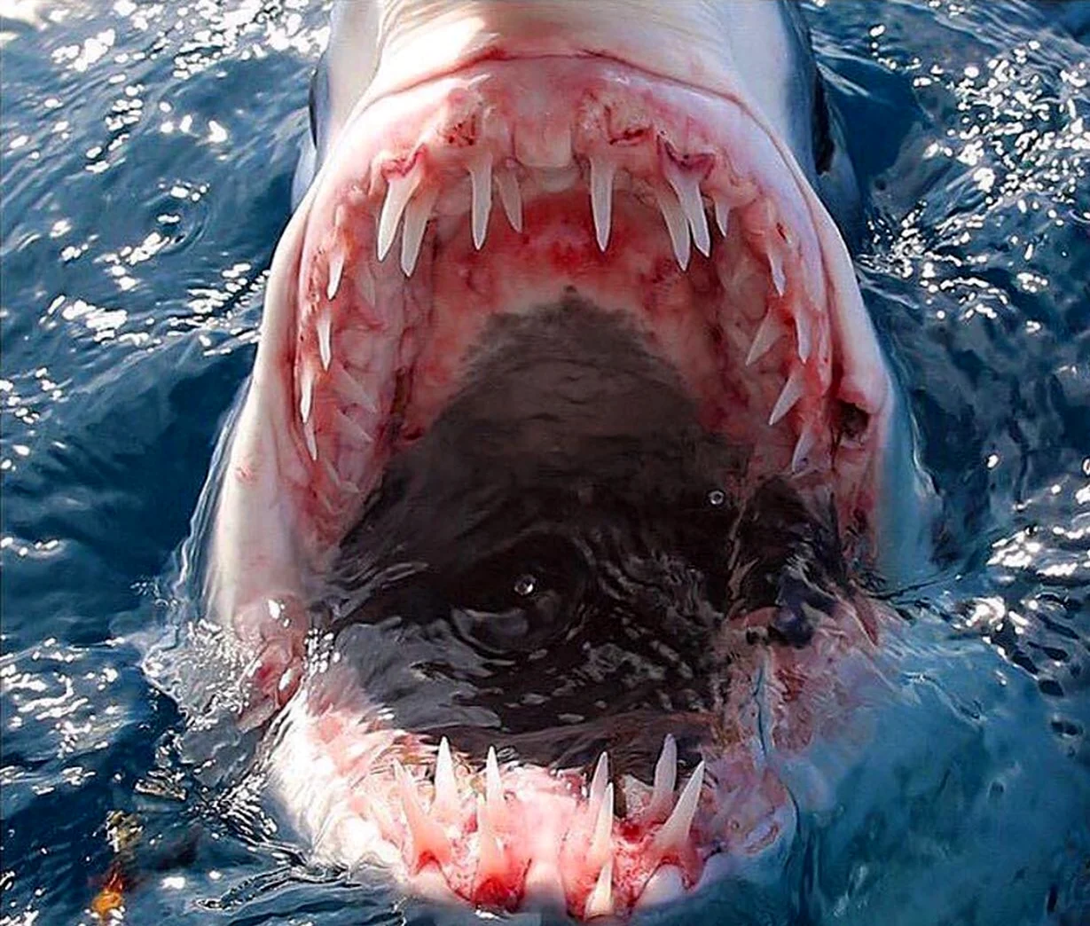 Пасть большой белой акулы. Картинка