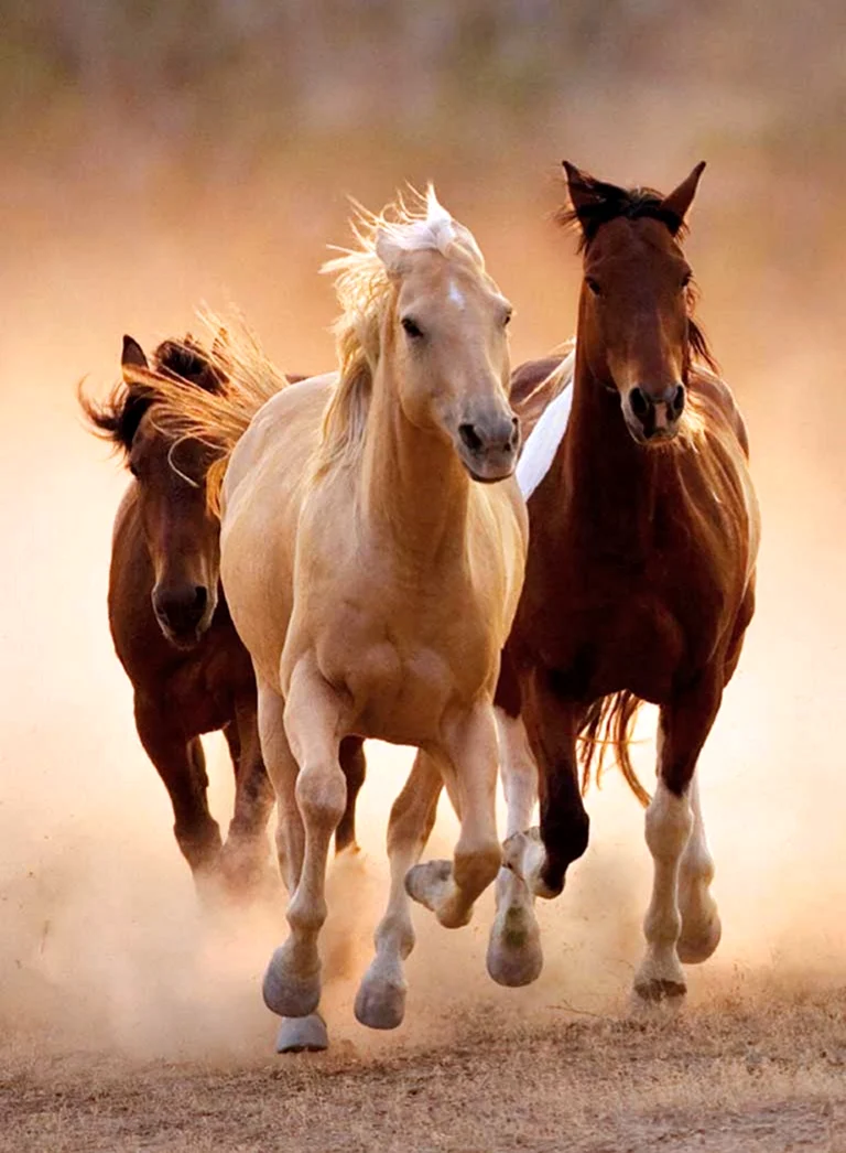 Пазл Clementoni High quality collection бегущие кони 39168 1000 дет.. Красивое животное