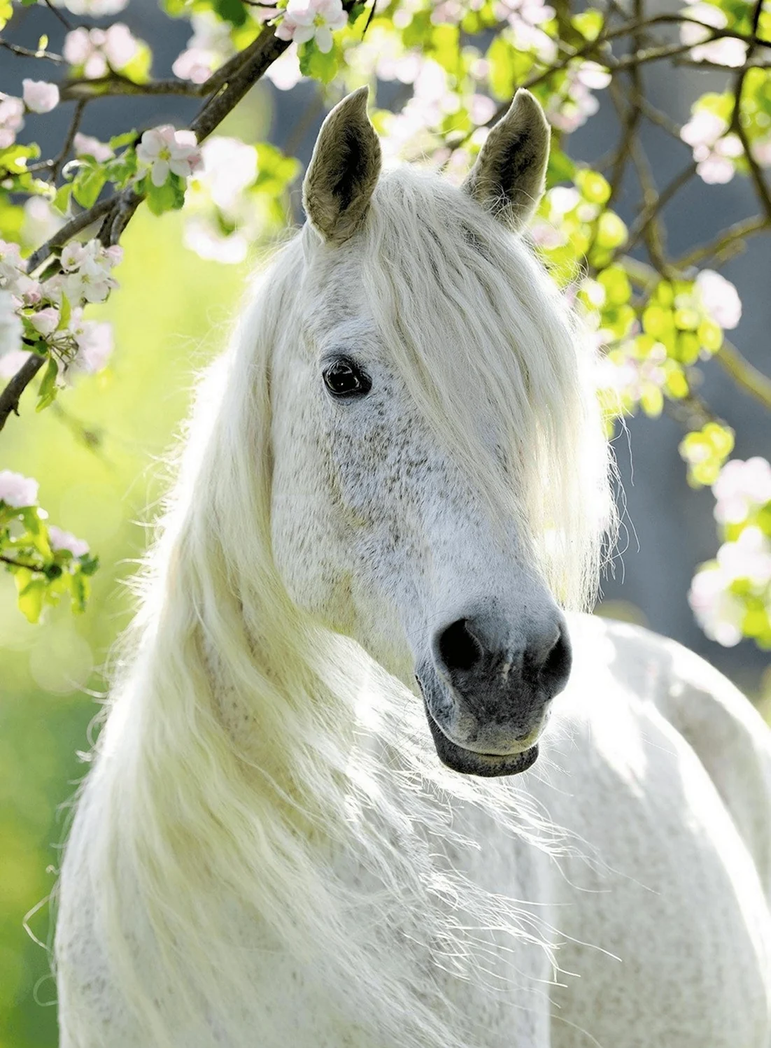 Пазл Ravensburger грациозная белая лошадь 14726 500 дет.. Красивое животное