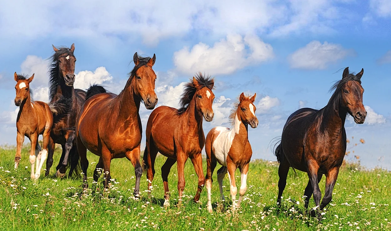Пазлы Castorland лошади 4000. Красивое животное