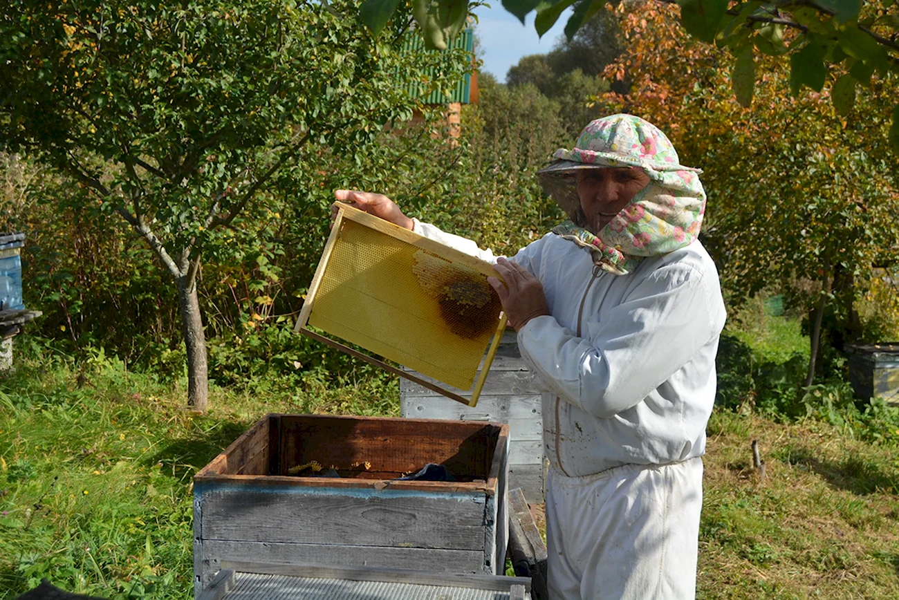 Пчеловод картина. Поздравление