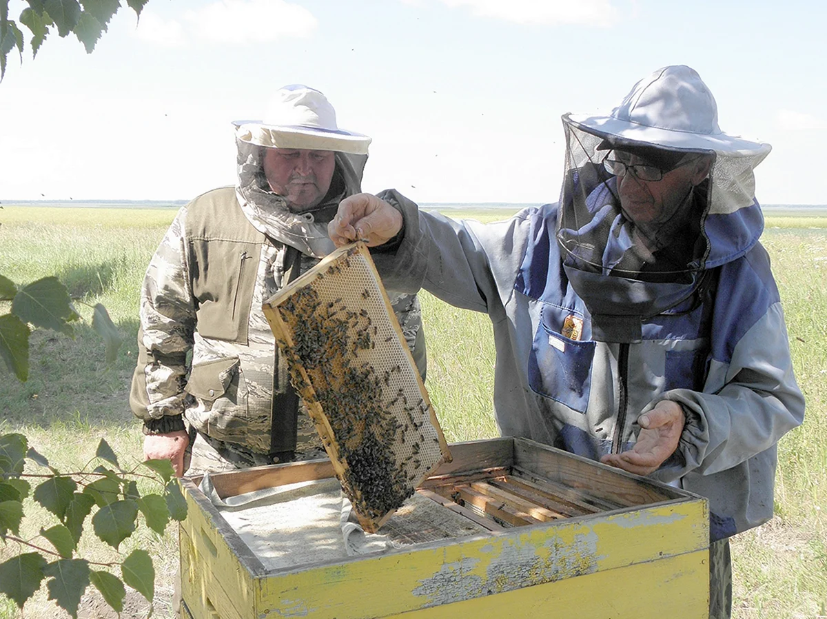 Пчеловодство Афганистана. Поздравление