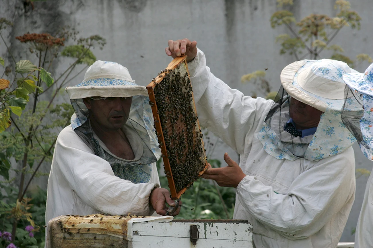 Пчелы собирают мед. Поздравление