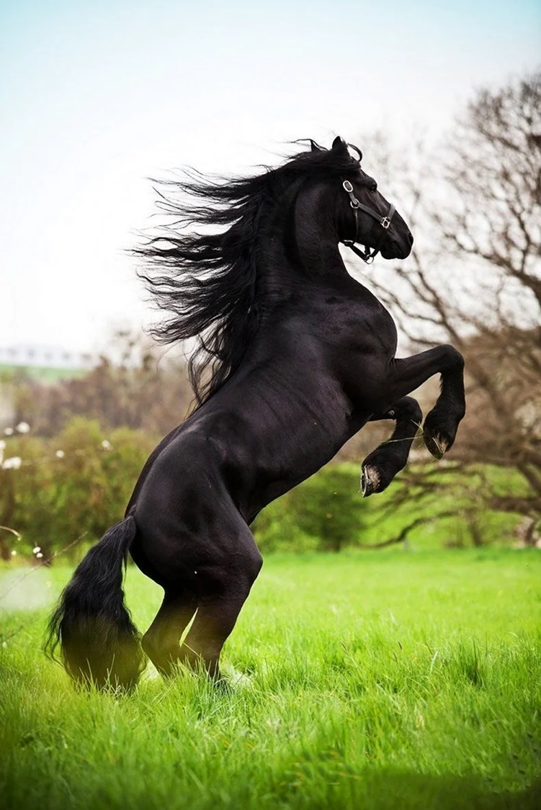 Пегая Фризская лошадь. Красивое животное