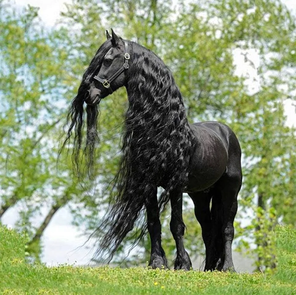 Пепельно Вороная лошадь. Красивое животное