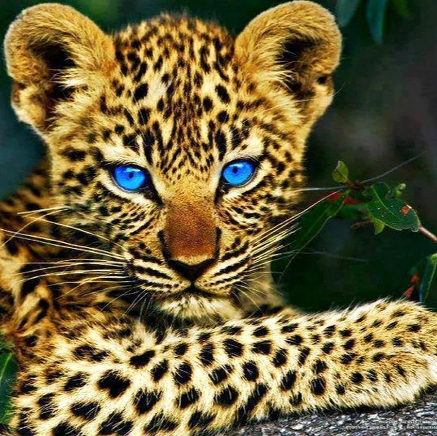 Переднеазиатский леопард детеныш. Красивое животное
