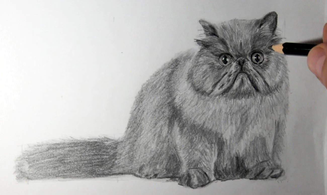 Персидская кошка карандашом. Для срисовки