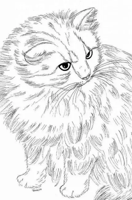 Персидская кошка раскраска. Для срисовки