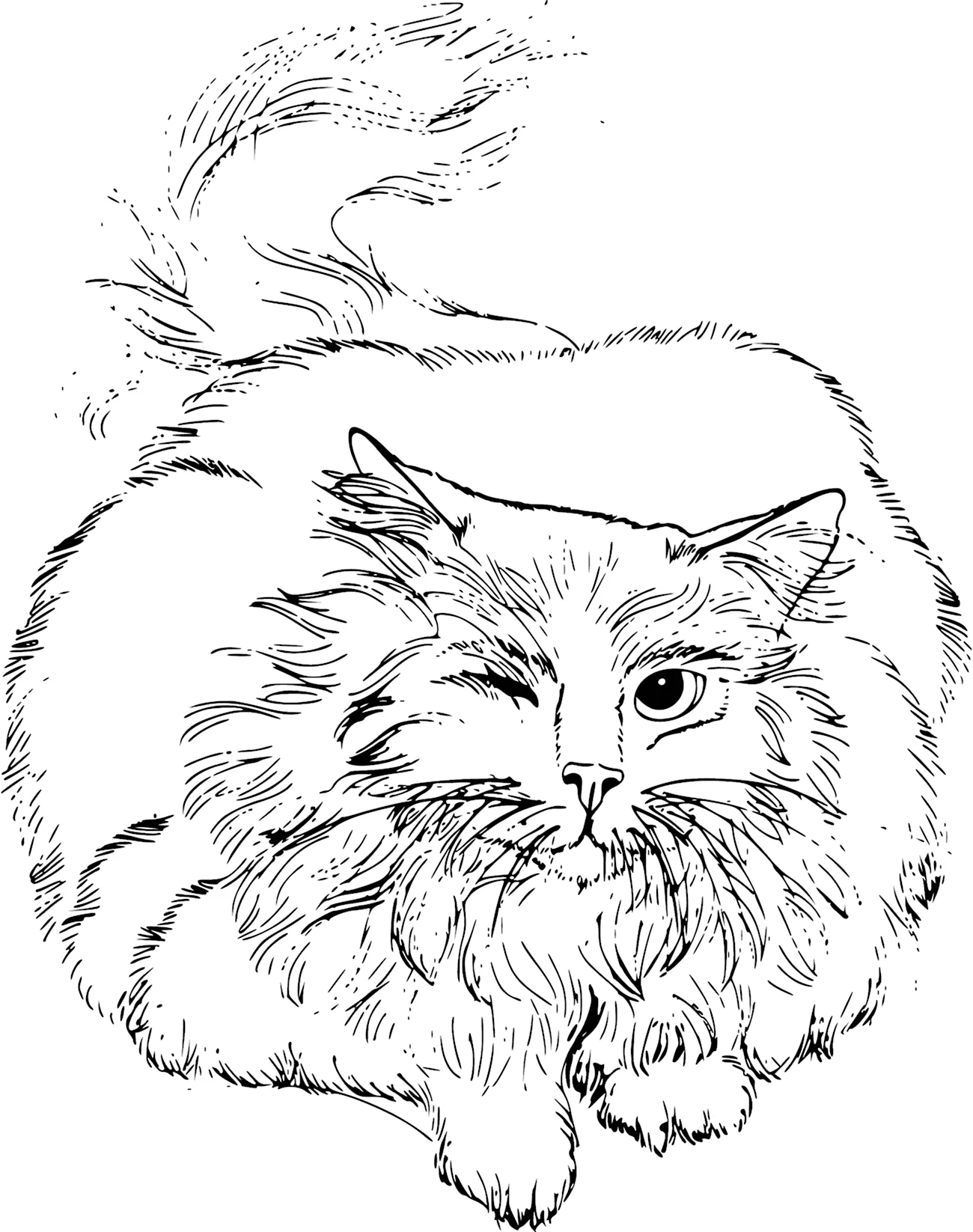 Персидская кошка раскраска. Для срисовки