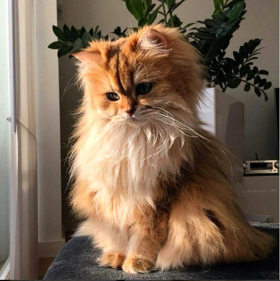 Персидская шиншилла кошка рыжая. Красивое животное