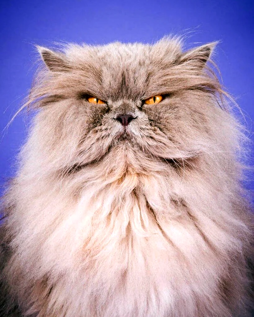 Персидский кот. Красивое животное
