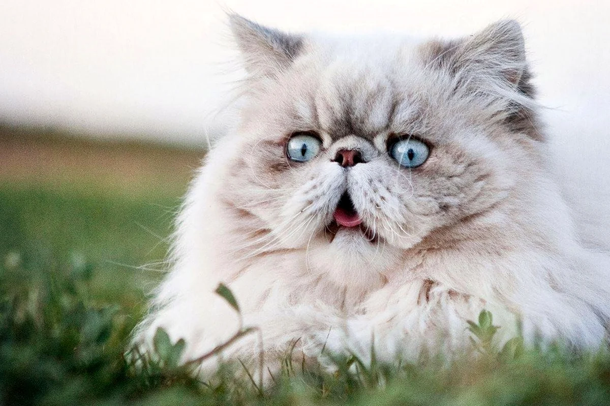 Персидский кот смешной. Красивое животное