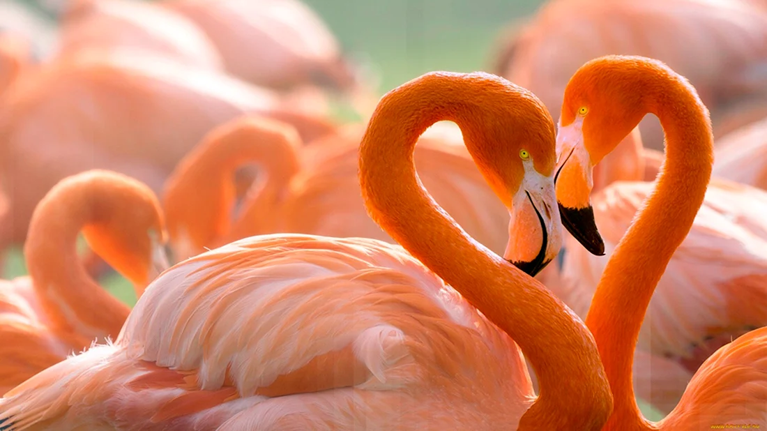 Персиковый Фламинго. Открытка с добрым утром