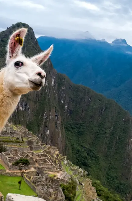 Перу альпака Мачу Пикчу. Прикольная картинка