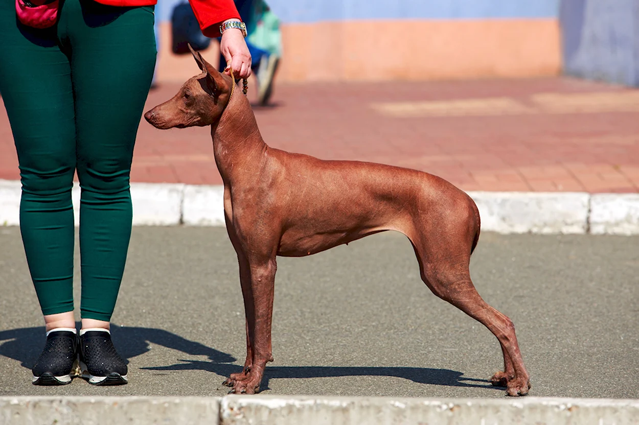 Перуанская голая собака в стойке. Красивое животное