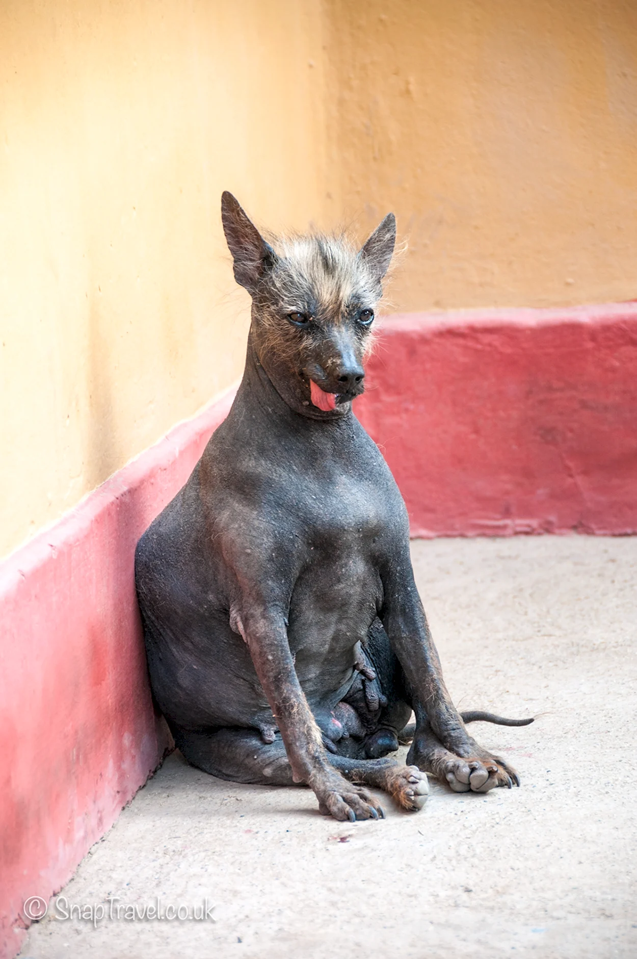 Перуанская лысая собака. Красивое животное