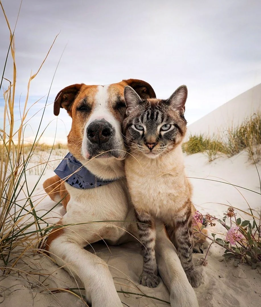Пес Генри и кот балу. Красивые картинки животных