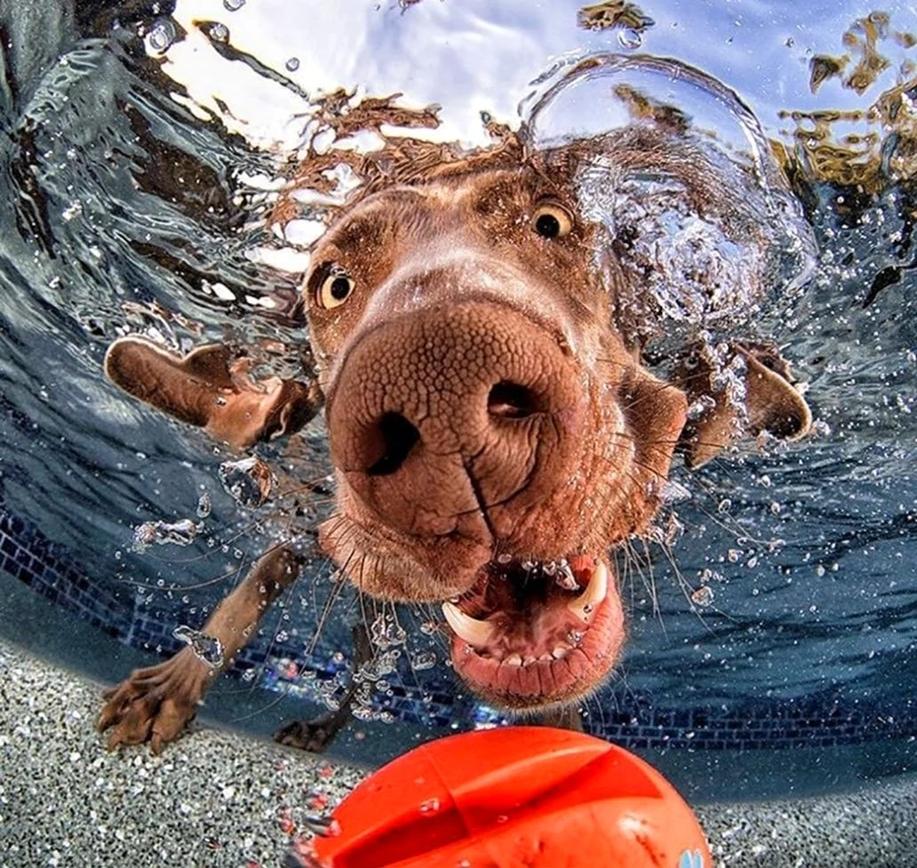 Пес под водой. Красивое животное