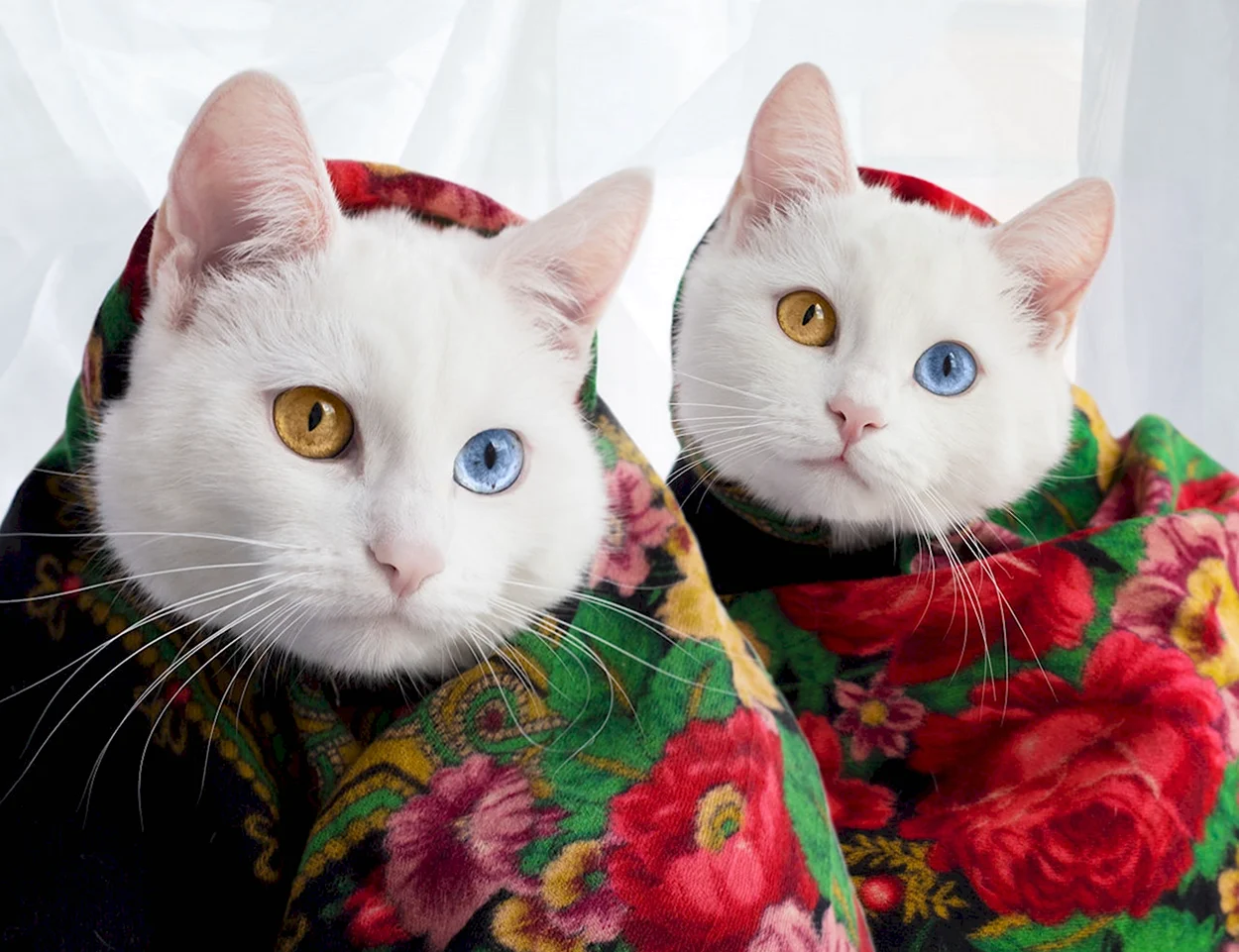 Петербургские кошки-Близнецы Абис и Айрис. Красивое животное