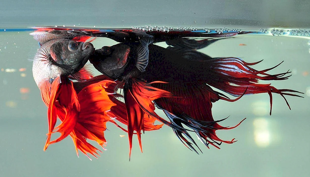 Петушок Бойцовая рыбка бой. Красивое животное