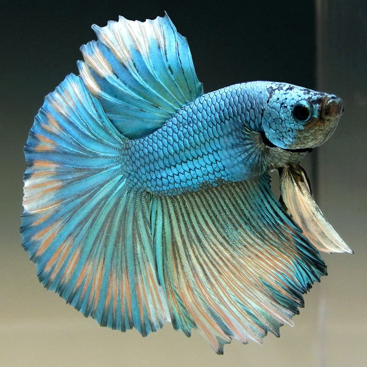 Петушок рыбка коронохвостый синий. Красивое животное