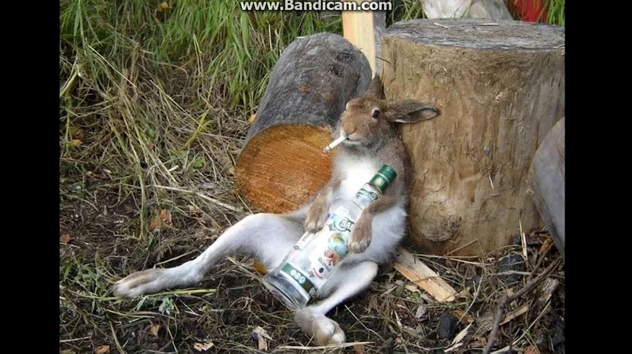 Пьяный заяц. Красивое животное