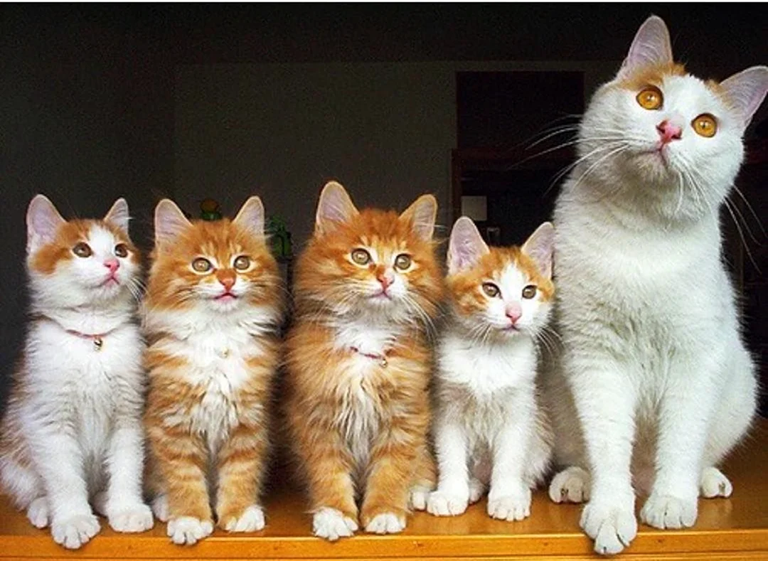 Пять кошек. Красивые картинки животных