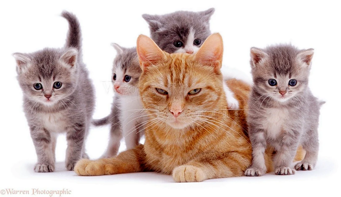 Пять кошек. Красивые картинки животных