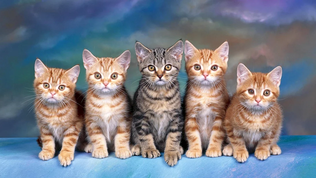 Пять котят. Красивые картинки животных