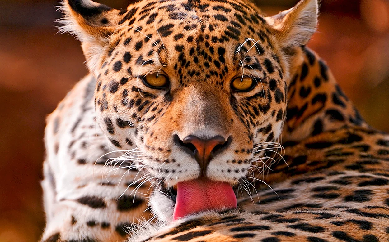 Пятнистый Ягуар. Красивое животное