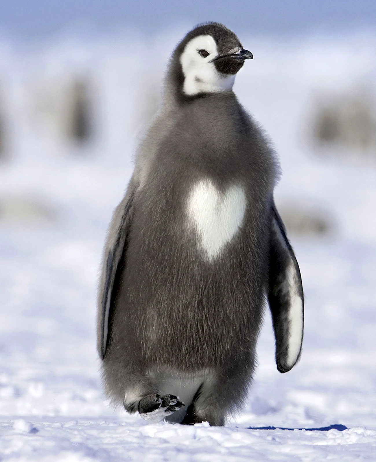 Пингвин. Картинка