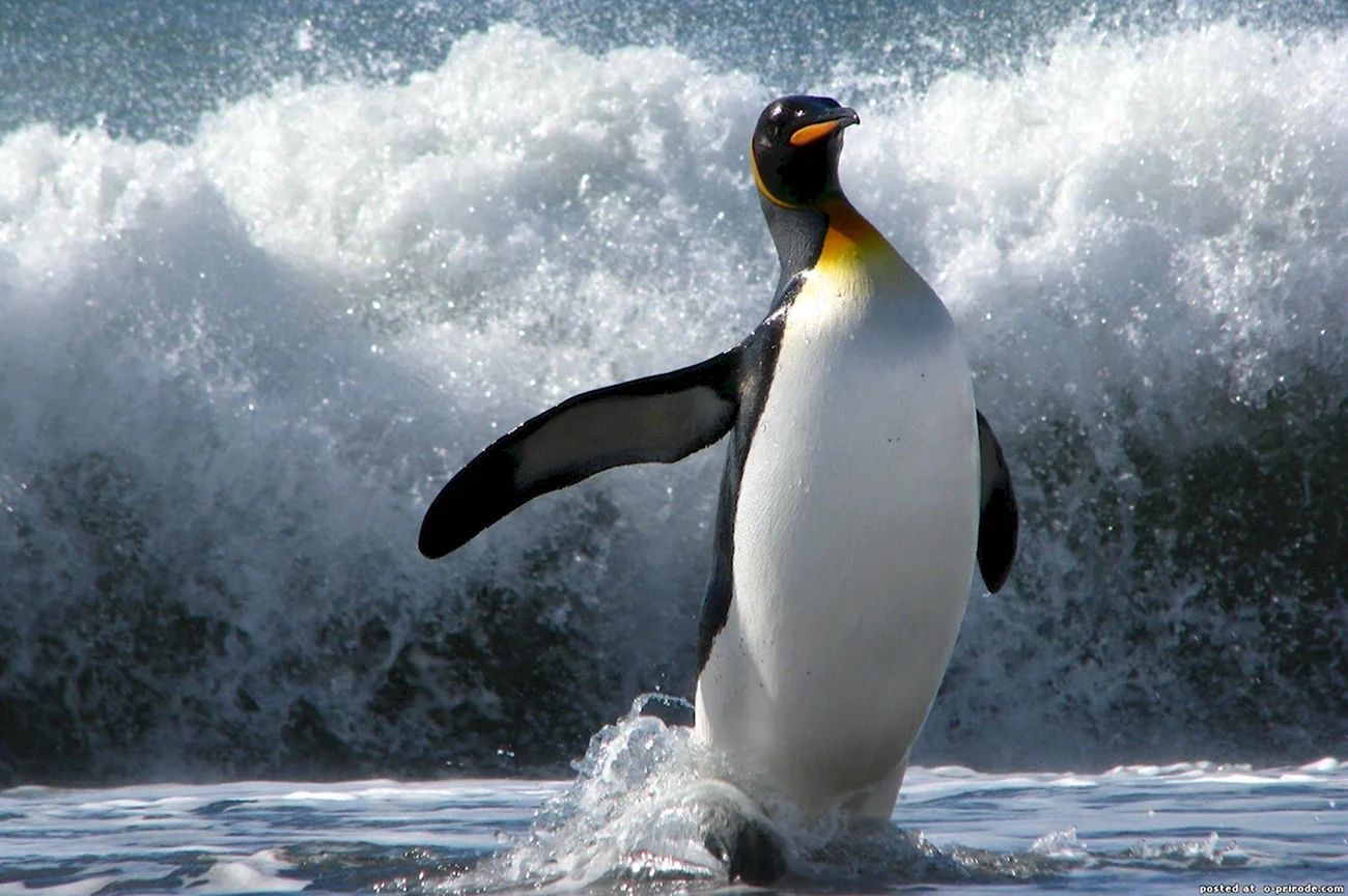 Пингвин Aptenodytes Demersa. Картинка