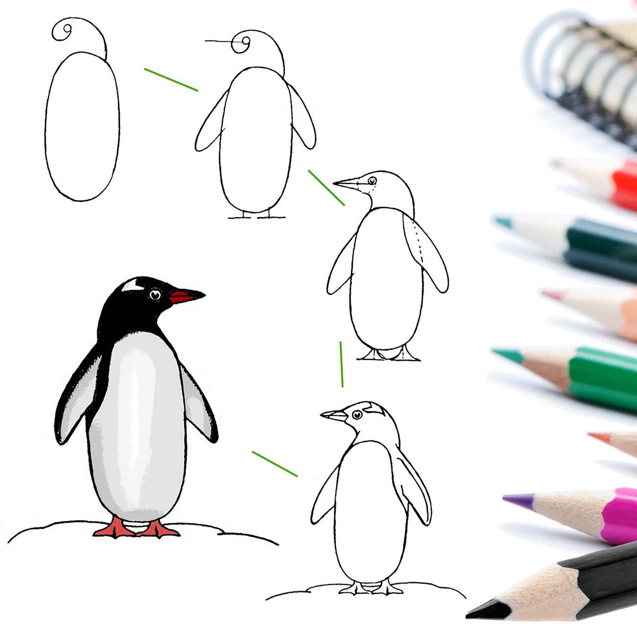 Пингвин пошаговое рисование. Для срисовки
