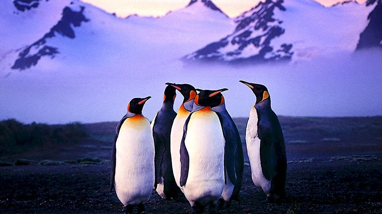 Пінгвіни Антарктида. Картинка