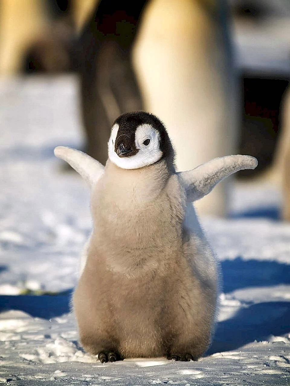 Пингвины и Пингвинята. Картинка