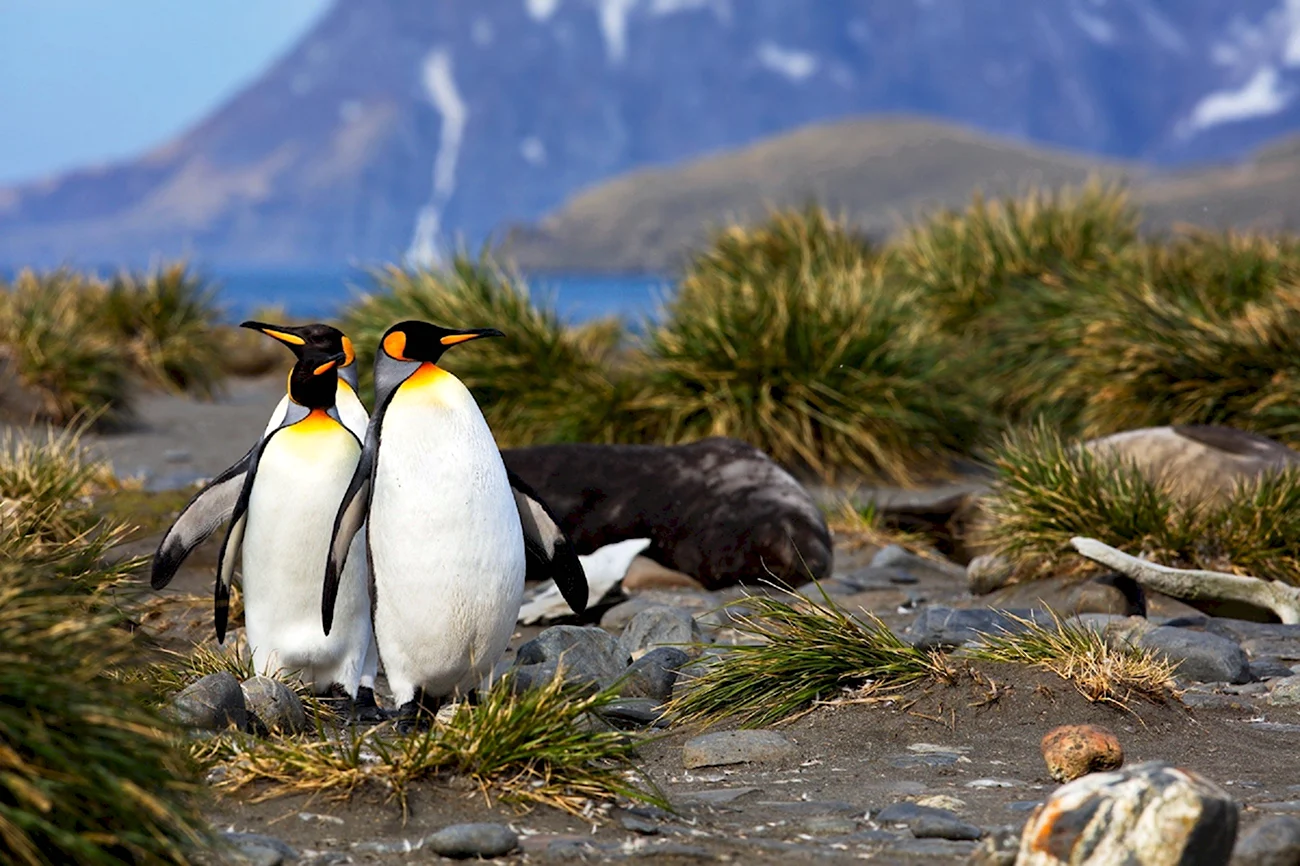Пингвины Южная Георгия. Картинка
