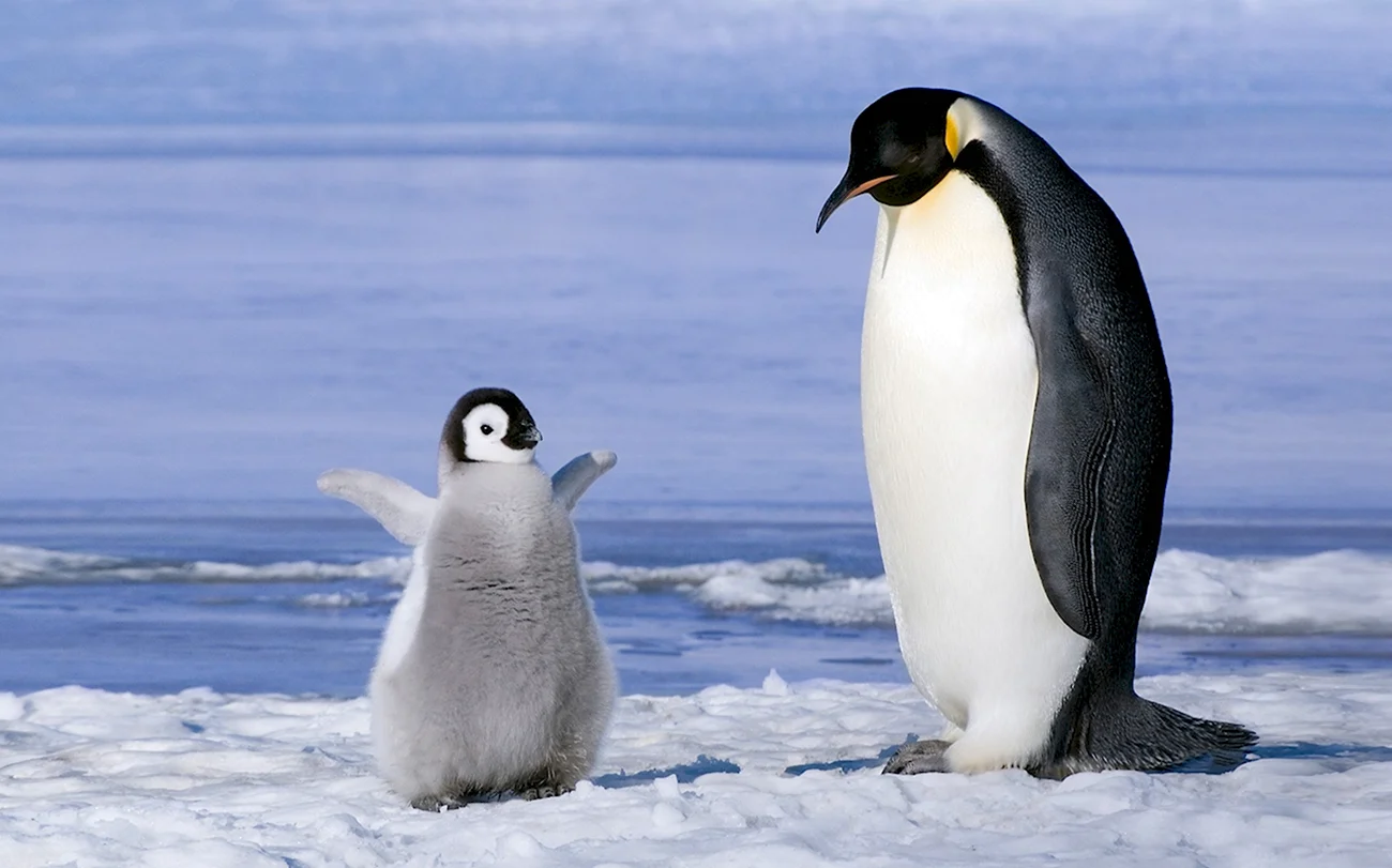Пингвины в Антарктиде. Картинка
